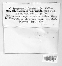 Diaporthe syngenesia image